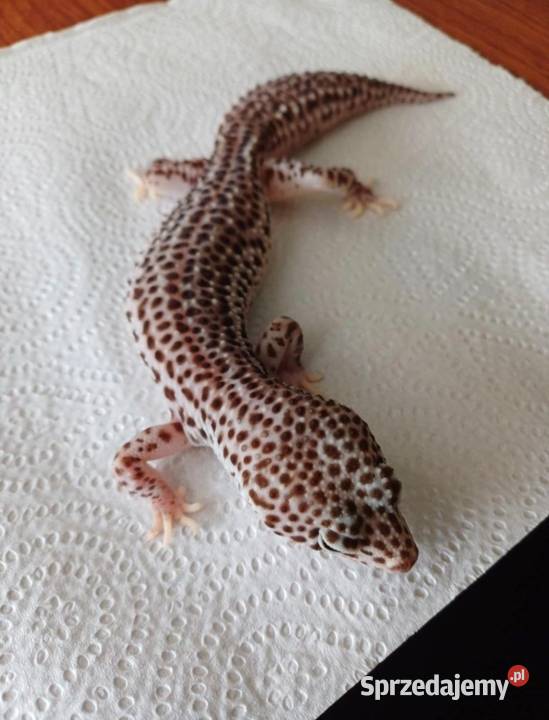 Gekon lamparki super mack snow