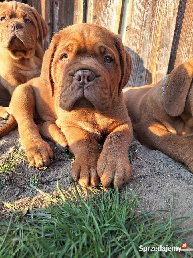 Szczeniak Dogue de Bordeaux Szydłowiec