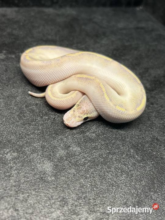 Dorosłe gotowe na sezon i młode węże zbożowe Pisz