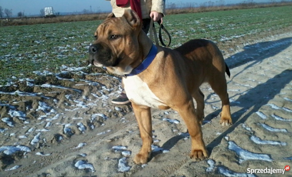 Piękne szczeniaki Amstaff 1 pies i 1 suka Sobolew sprzedam