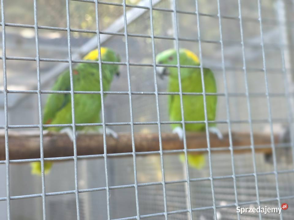 Kakadu Różowe samiec 2025 r ochów naturalny Warka