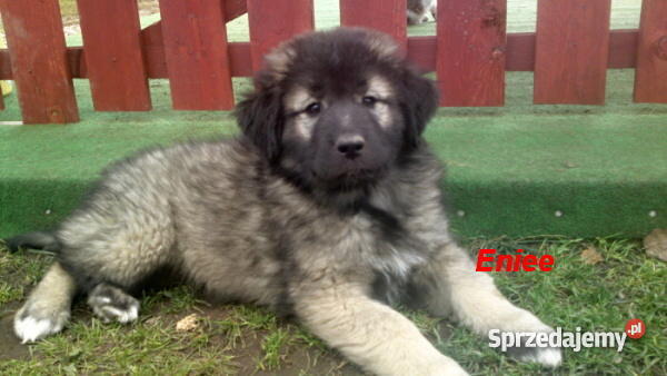 Sarplaninacszczeniaki Psy dolnośląskie Jelenia Góra
