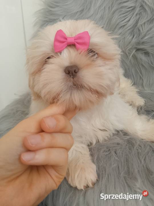Unikatowa suczka rasy ShihTzu Namysłów