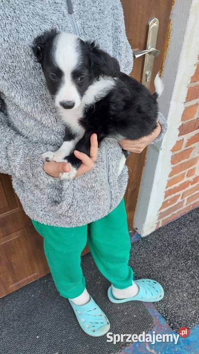 Yorkiepoo szczeniaki Warszawy gotowe do zmiany Płońsk sprzedam