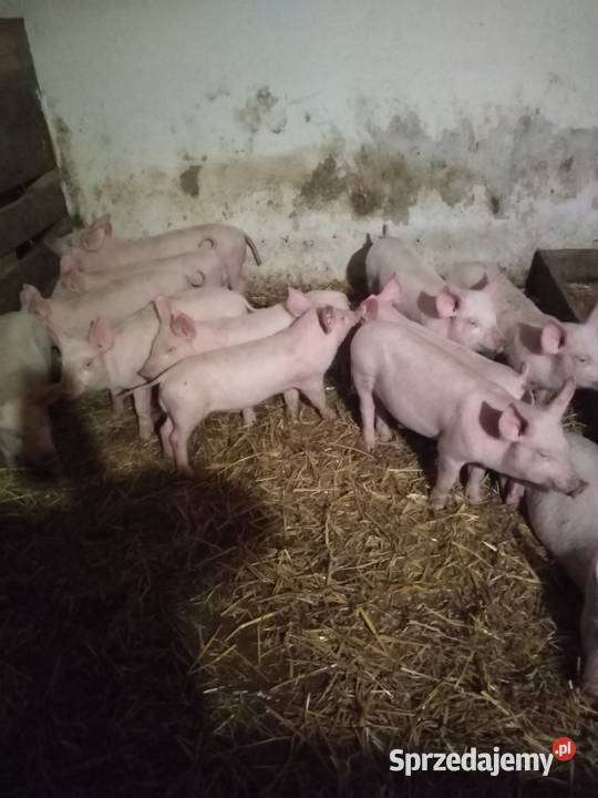 Prosięta Rasa PBZ sprzedam