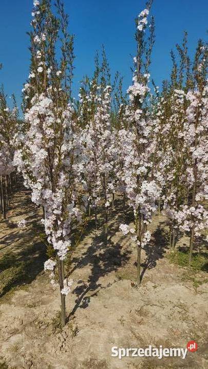 Wiśnia piłkowana Amanogawa wys 400 obw 1214 Skała