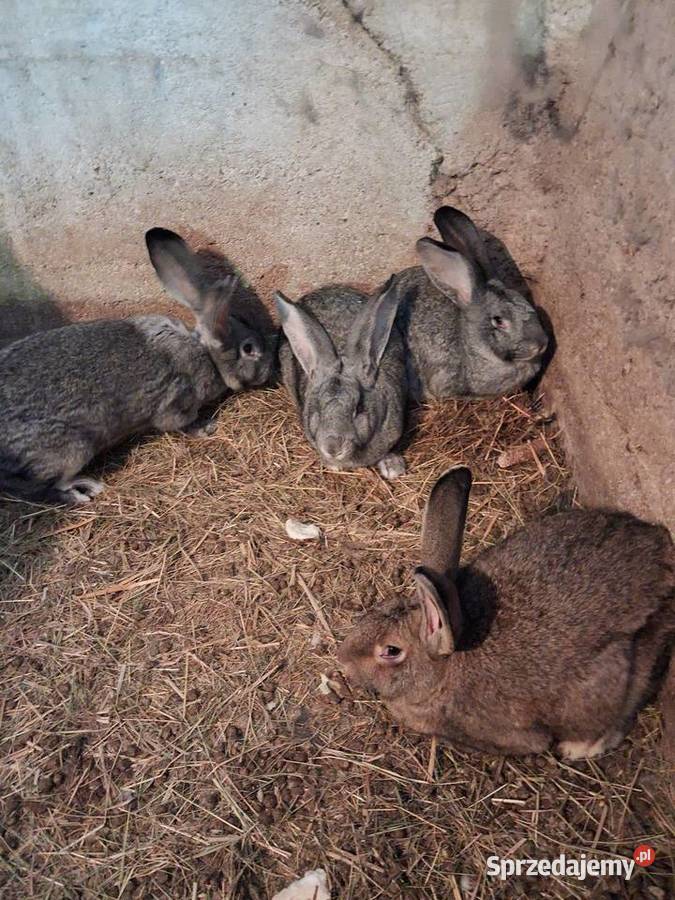 Królik do howu samice Wyszków