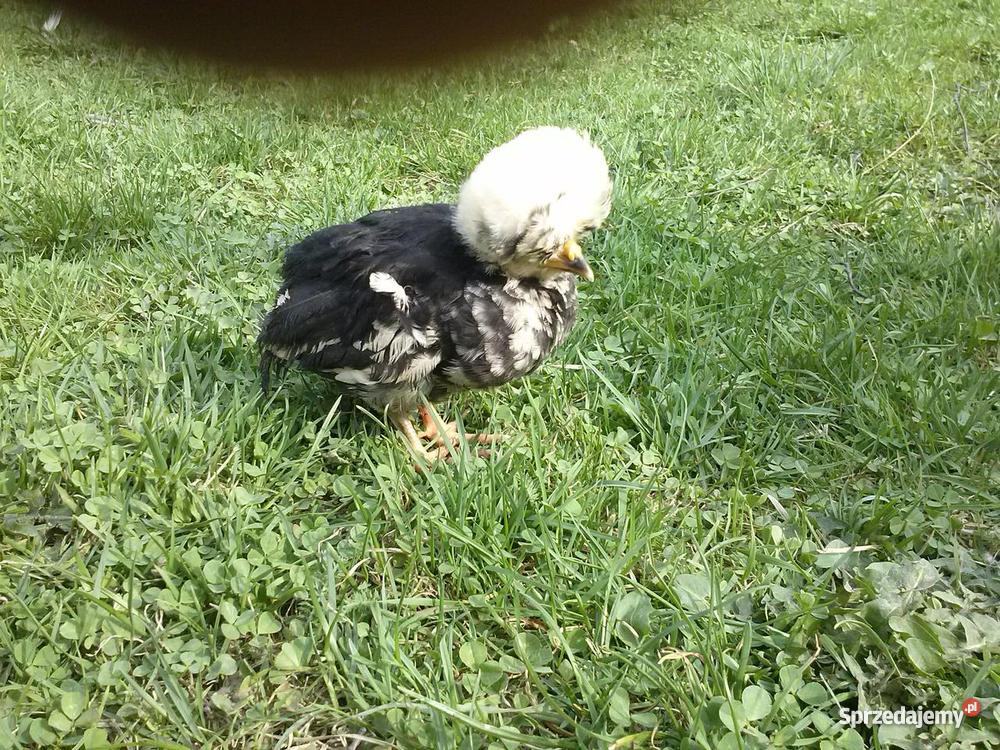 Białoczub holenderski mini kochin olbrzym Starachowice