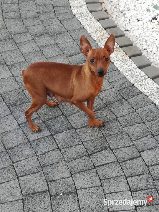 Pinczer miniatura pieski i suczki Radomsko sprzedam