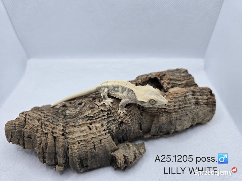 Gekony orzęsione Gady i płazy Gady i płazy Zawiercie