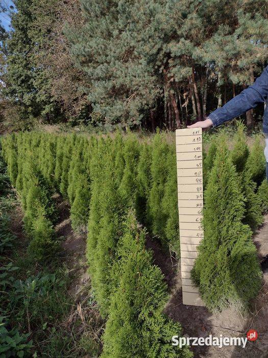 Tuja szmaragd Thuja szmaragd smaragd lubelskie Kurów sprzedam