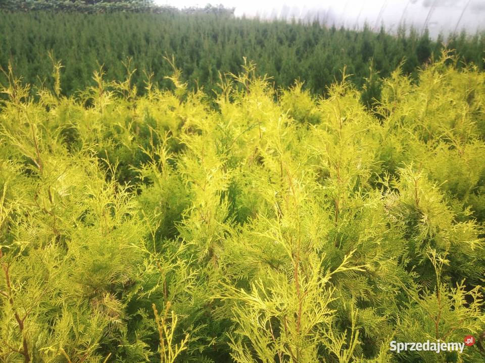 SPRZEDAM TUJAE GOLDEN BRABANT DOWÓZ DO KIENTA Ciężkowice