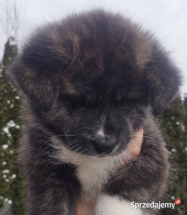 Akita inu sunia Zkwp pręgowana Rajszew