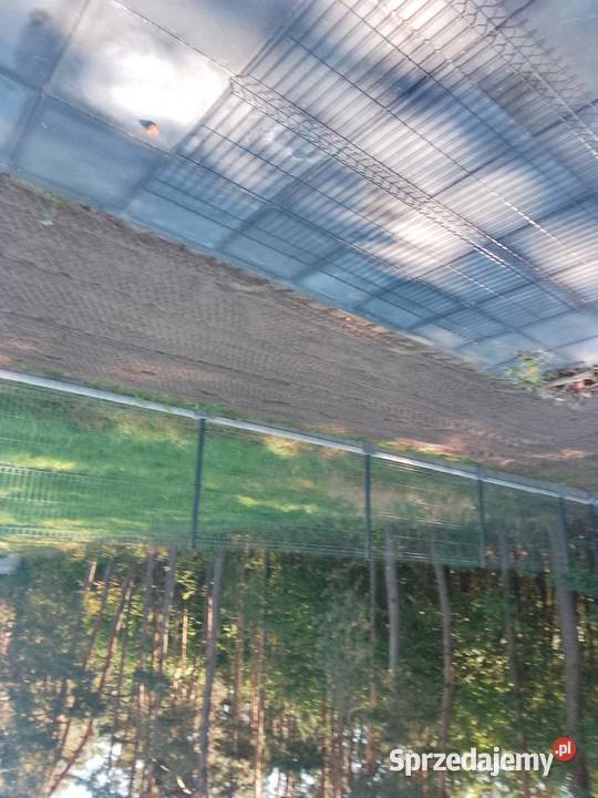 Regeneracja trawnika seperacyjna Włoszczowa