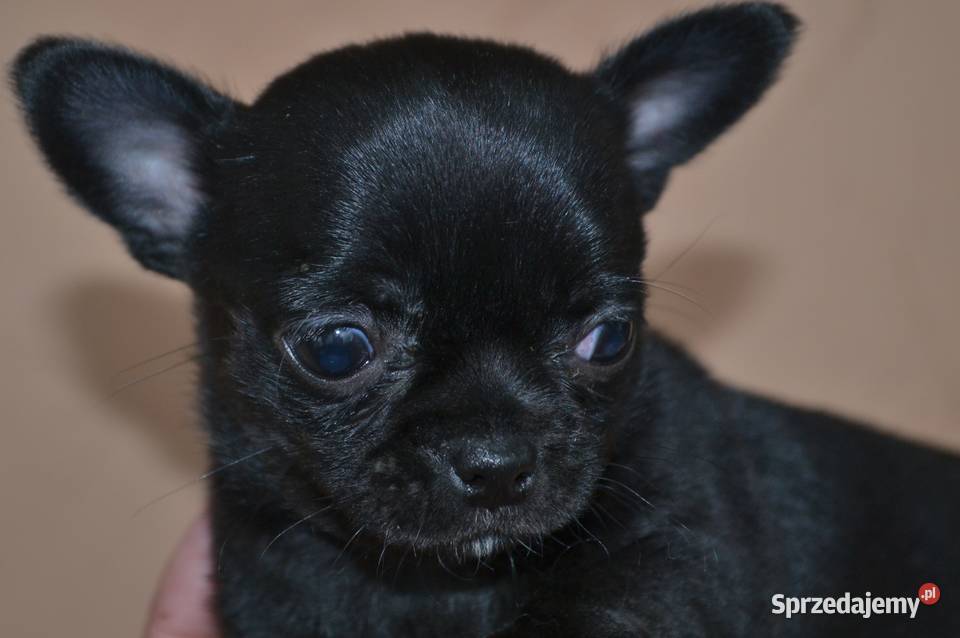 CHIHUAHUA ŚLICZNA CZARNA SUNIA MAMBA Warszawa