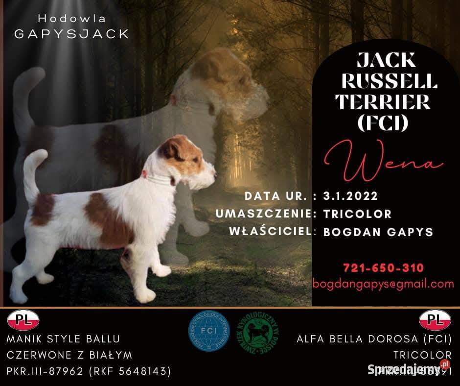 Jack Russell Terrier FCIZKwP Brudzewice