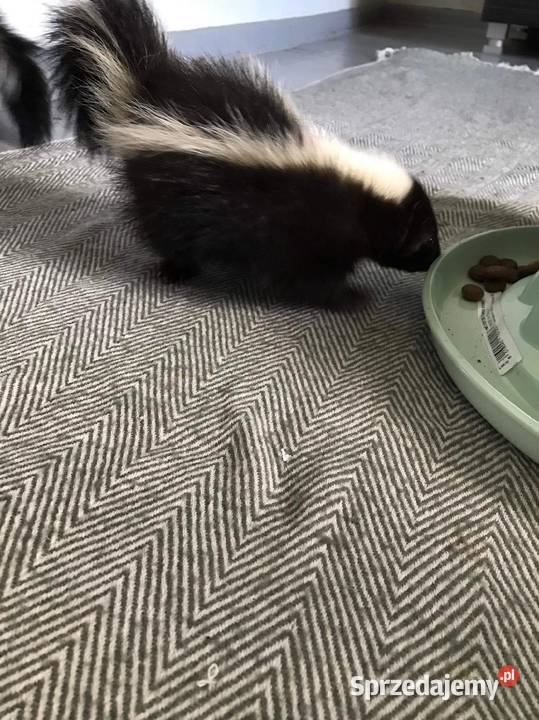 Skunks Skunksy 7 tygodniowe Zwierzęta Radom