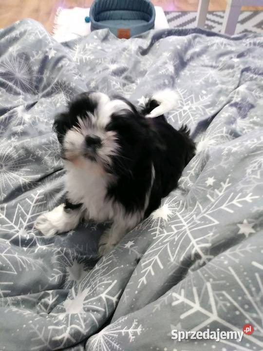shih tzu szczeniak 8 tyg Poznań sprzedam
