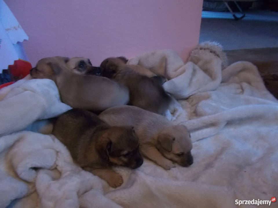 oddam małe pieski rasy chiuaua