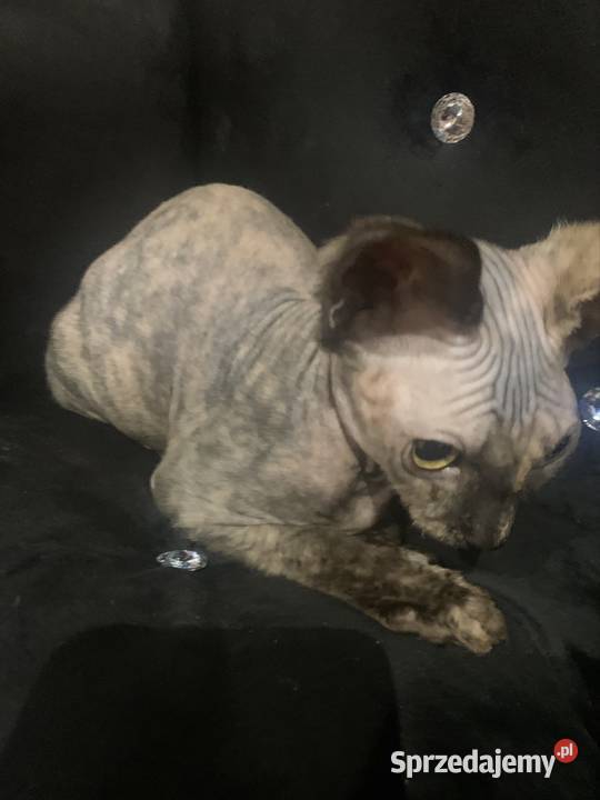 Sfinks Kanadyjski Diablica do odbioru Leszno sprzedam