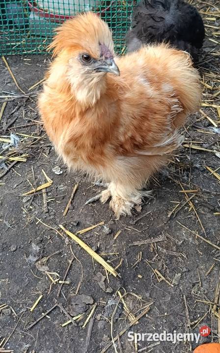 Silka jedwabista jaja lęgowe kujawsko-pomorskie Papowo Biskupie