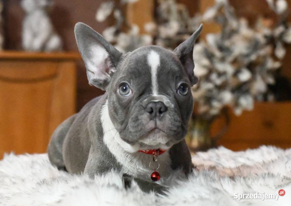 Buldog francuski sunia Gotowa do odbioru BLANKA Łódź