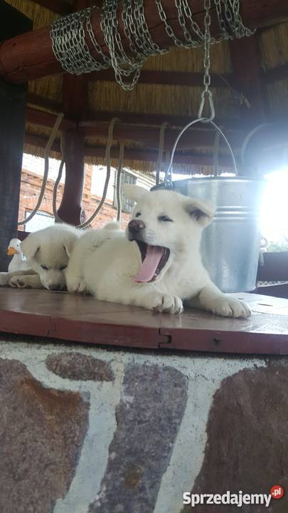 Akita Inu Głomsk