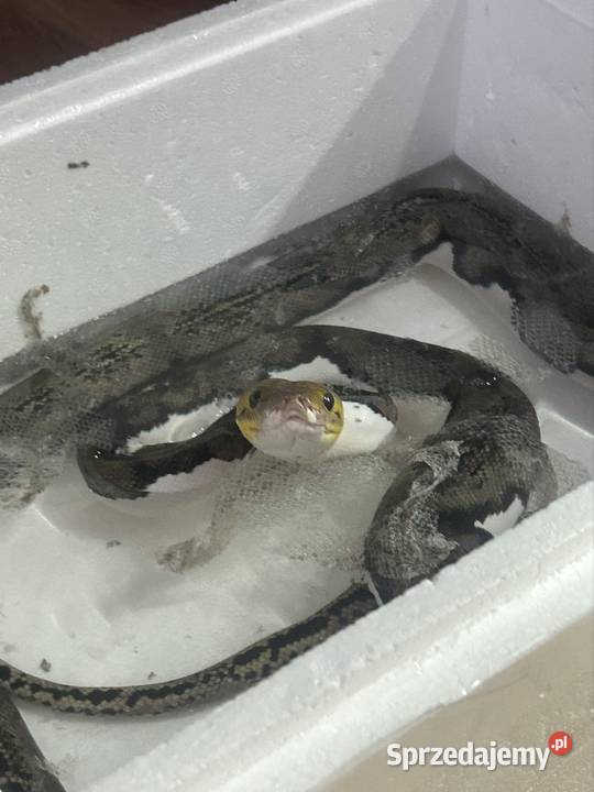 Samiec siaty Pied tiger het albino Jaworzno