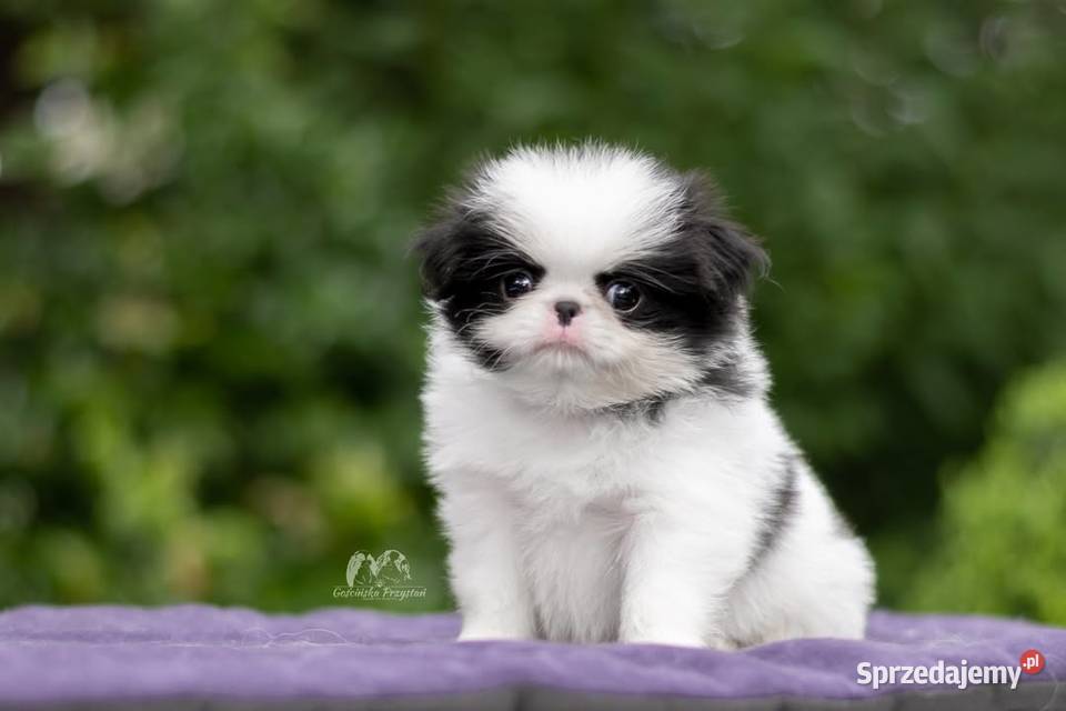 Chin Japoński szczeniak Japan Chin Japanese Chin Psy Gościno sprzedam