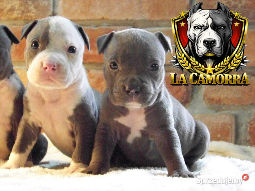 American Staffordshire Terrier Amstaff Paczków