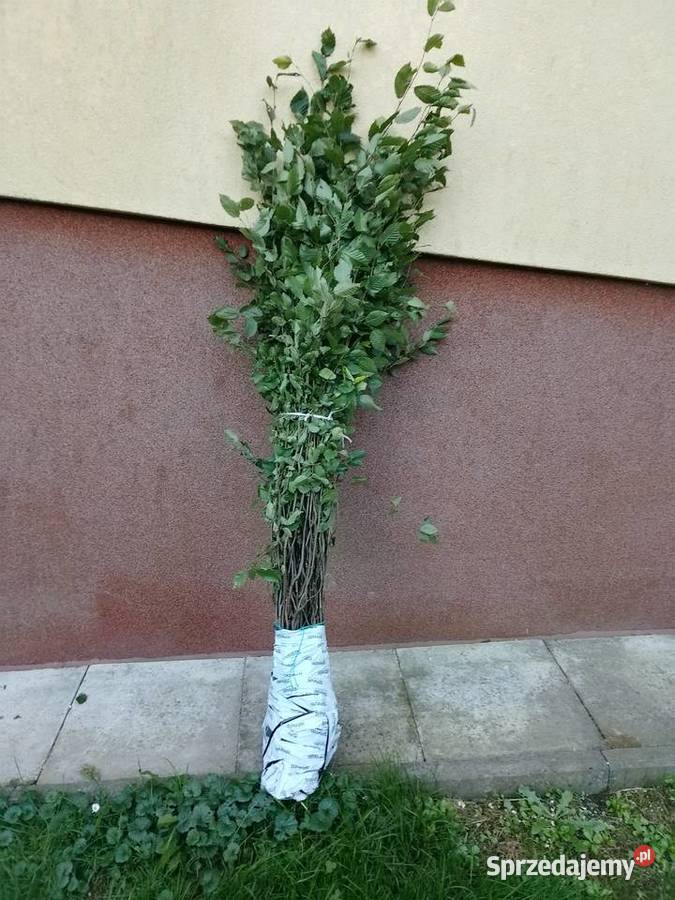 Sadzonki grab buk pospolity 40 gr na żywopłot Kamienica Górna