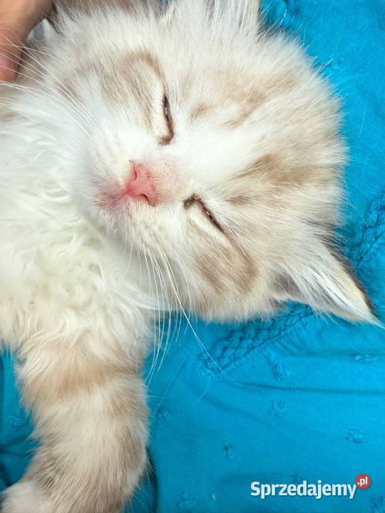 Ragdoll Elrond Hodowla Lazurowe Łapki Lubliniec