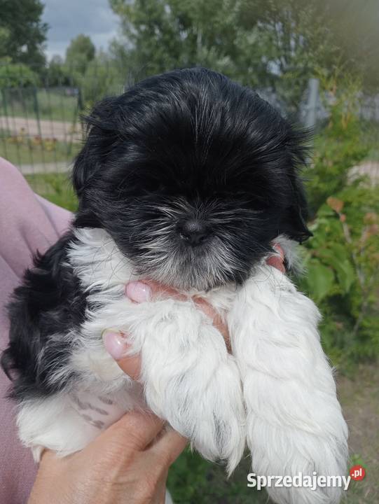 Shih tzu śliczna dziewczynka wielkopolskie Mieleszyn