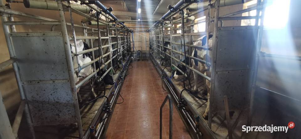 Hala udojowa 2x5 stanowisk Tandem prosta szybki Strzelce Opolskie