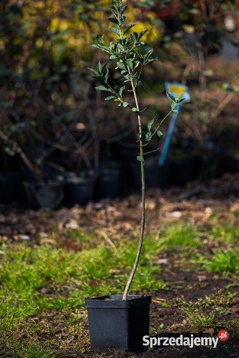 Trzmielina pospolita Euonymus europaeus 5070