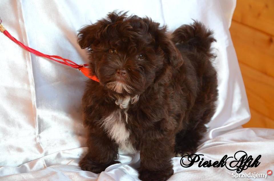 HAWAŃCZYK pieski suczki z rodowodem czekoladowe Ostrzeszów