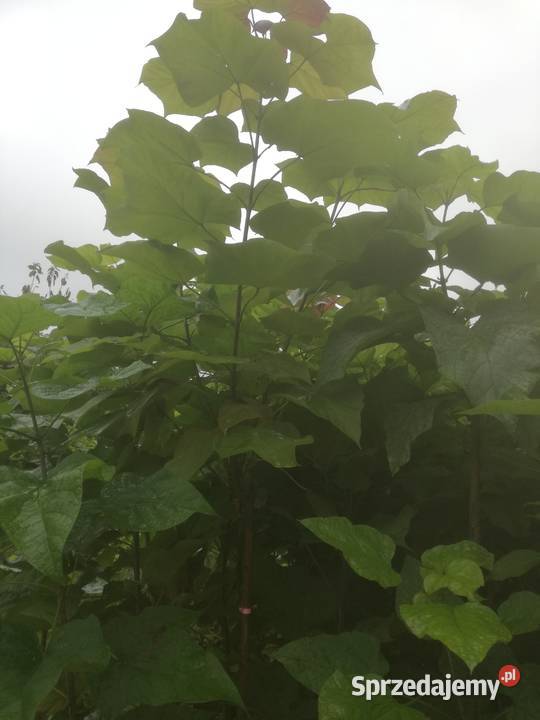 catalpa katalpa nieszczepiona surmia Puławy sprzedam