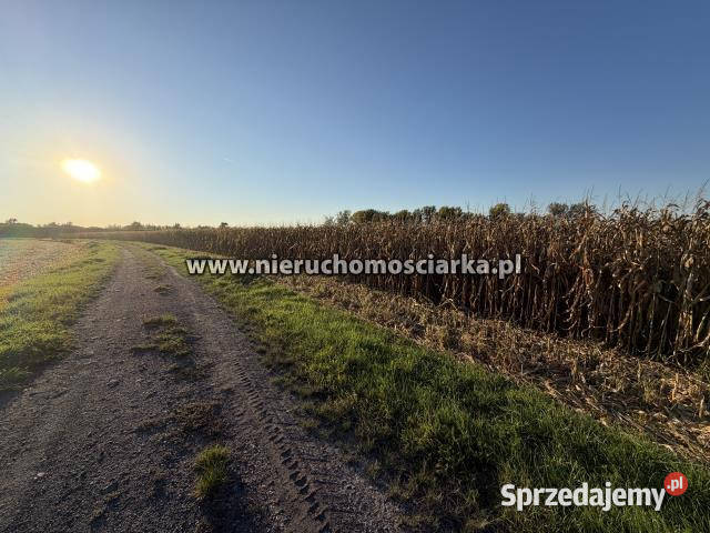 Grunt do sprzedania 4540m2 Buków 10zł/m2