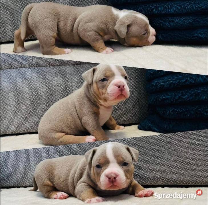 American bully ABKC Piotrków Kujawski