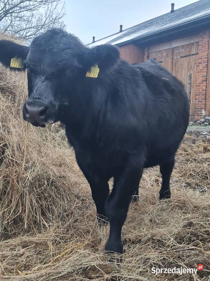 Byk Angus czarny 100 pod oceną PZHiPBM odsadek sprzedam