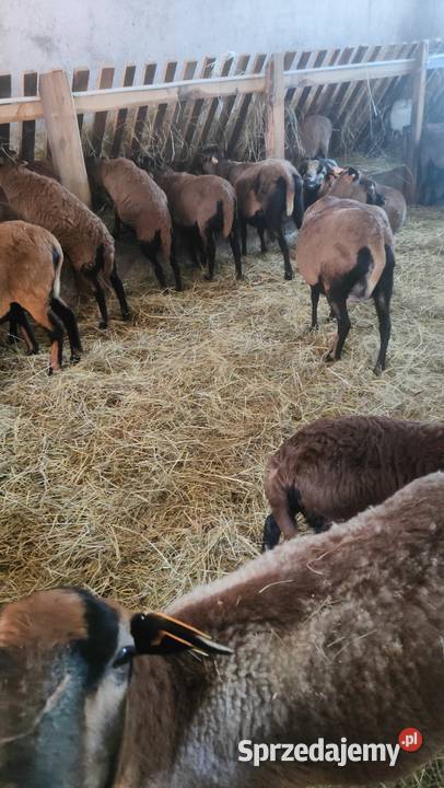 SPRZEDAM JAGNIĘTA KAMERUN Żłobek