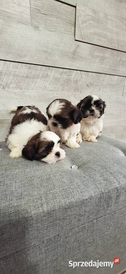 Shih Tzu pieski I suczka Przysucha