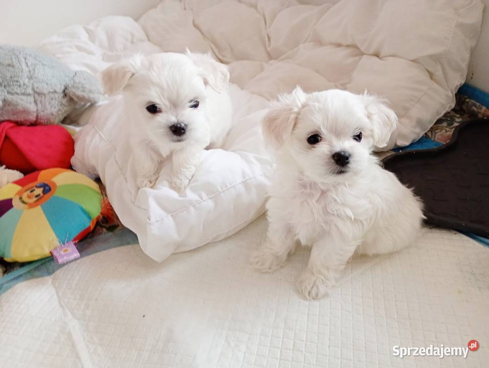 Maltańczyk szczenięboy do rezerwacji Racibórz