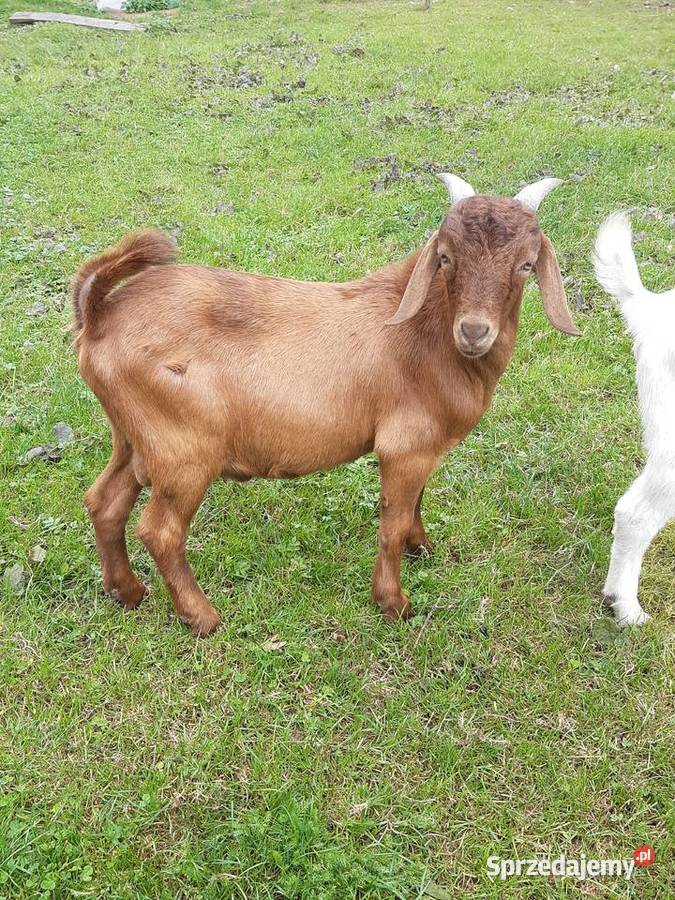 Koziołki burskie Łęki Dukielskie