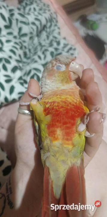 Rudosterka zielonolica pineapple samiec z Tczew