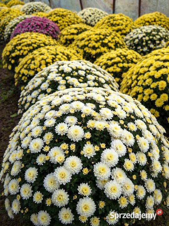 Chryzantema doniczkowa PRODUCENT hurt CZSK