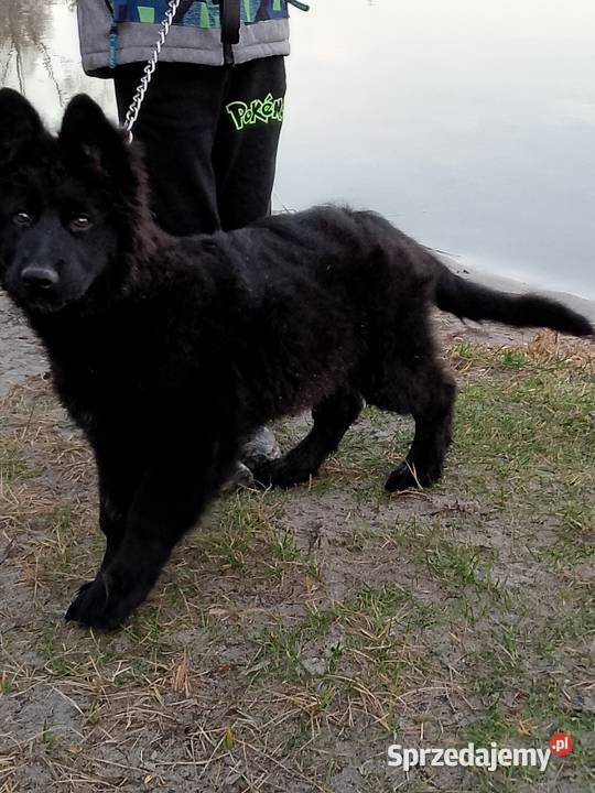 Owczarek niemiecki Tomaszów Mazowiecki sprzedam