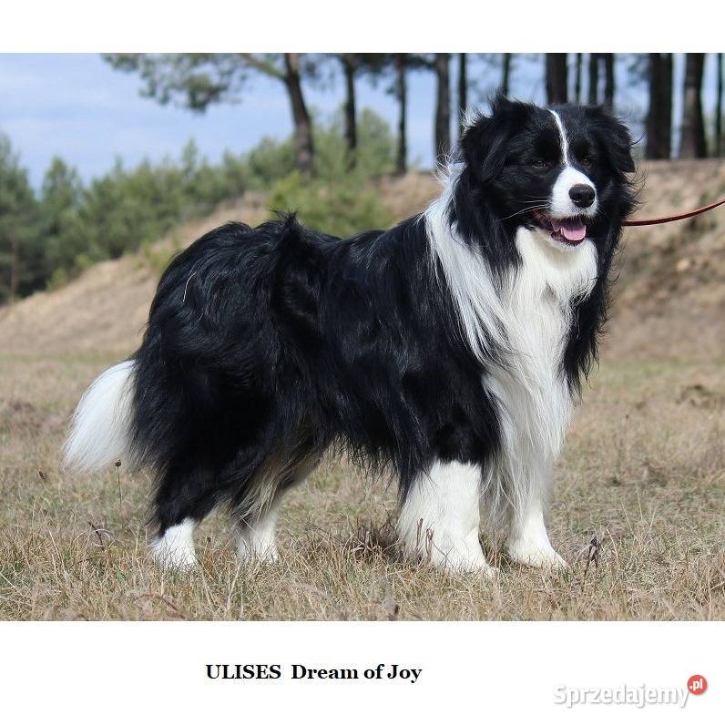 Border collie fci Zwierzęta Krotoszyn sprzedam