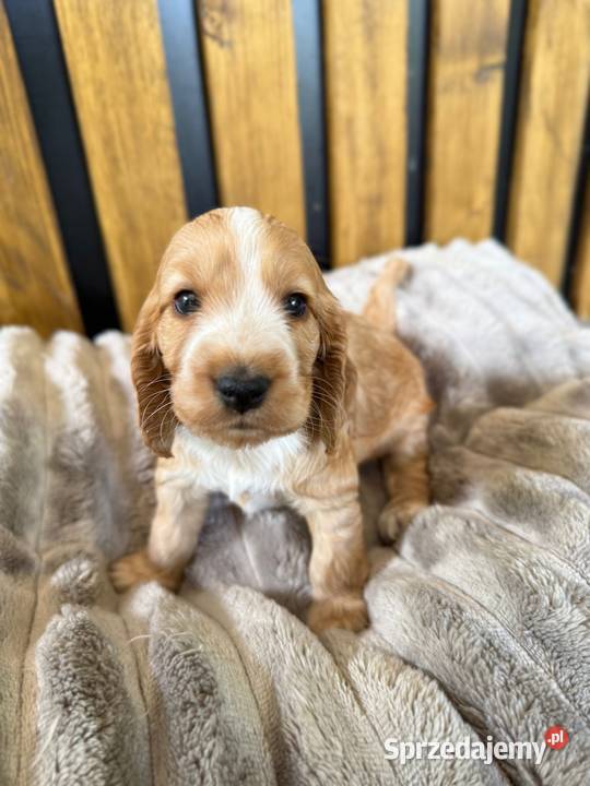 Cocker Spaniel Angielski Włodary