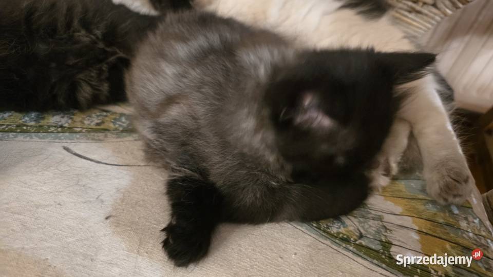 Kocurek syberyjski pięknie wybarwiony Syberyjski Jugowice